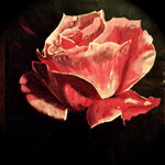 Original non disponible. Rose "astrale", je r&ecirc;ve de fleurs volant gracieusement dans le ciel, comme des aurores bor&eacute;ales, pas vous ?
