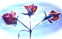 La puret&eacute; des fleurs au soleil du matin